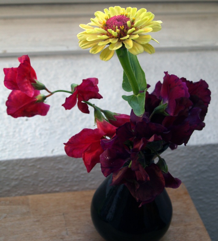 Winston Churchill and unknown dark red Sweet Pea with Zinnia "Queen Red Lime"